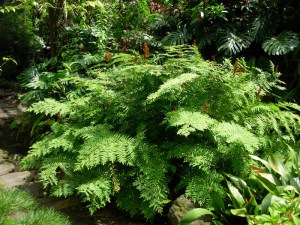 Długosz królewski (Osmunda regalis) Purpurascens c2 zdjęcie 5