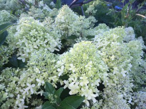 Hortensja bukietowa (Hydrangea) Luna c4 zdjęcie 5