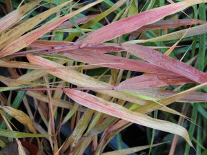 Trawa bambusowa (Hakonechloa macra) Nicolas zdjęcie 4