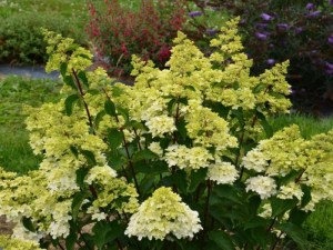 Hortensja bukietowa (Hydrangea) Fraise Melba c2 zdjęcie 4