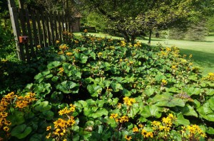Języczka pomarańczowa (Ligularia dentata) Othello zdjęcie 4