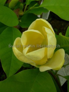 Magnolia brooklińska (Magnolia brooklynensis) Yellow Bird c12 zdjęcie 5