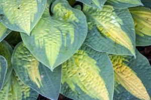 Funkia (Hosta) Dream Queen zdjęcie 6