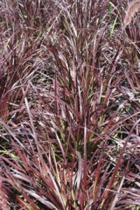 Rozplenica szczotkowata (Pennisetum sataceum) Rubrum zdjęcie 5