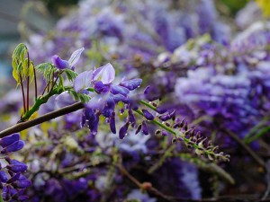 Glicynia (Wisteria) Multijuga syn. Macrobotrys zdjęcie 4