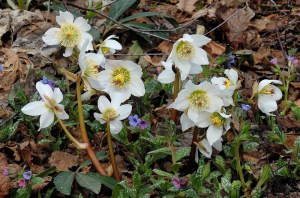 Ciemiernik biały (Helleborus niger) zdjęcie 5
