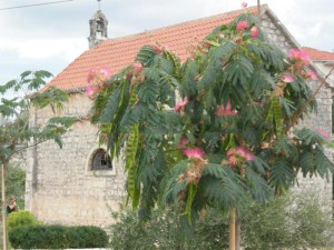 Albicja (Albizia julibrissin) jedwabne drzewo zdjęcie 5