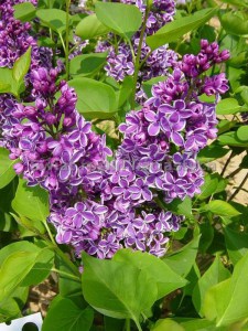Bez - lilak (Syringa) Sensation c3 zdjęcie 5