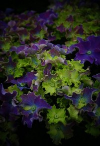 Hortensja ogrodowa (Hydrangea) Curly Sparkle c3 zdjęcie 5