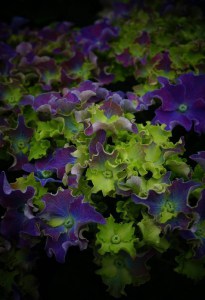 'Hortensja ogrodowa (Hydrangea) Curly Sparkle c3 zdjęcie 5' Hortensja ogrodowa (Hydrangea) Curly Sparkle c3 zdjęcie 5