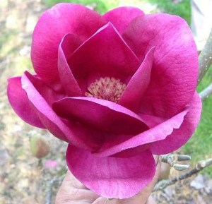 Magnolia Cleopatra c4 zdjęcie 1