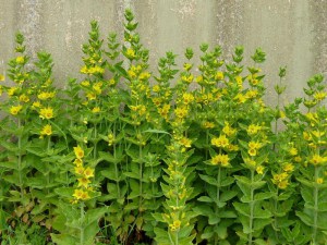 Tojeść kropkowana (Lysimachia punctata) zdjęcie 4