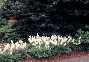 Tawułka japońska (Astilbe japonica) Deutschland c2 zdjęcie 4