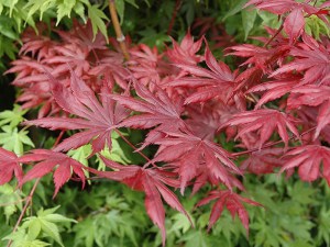 Klon palmowy (Acer palmatum) Trompenburg c3 zdjęcie 5