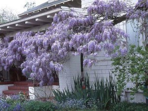 Glicynia chińska (Wisteria chinensis) Prolific zdjęcie 3