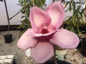 Magnolia Frank’s Masterpiece c3 zdjęcie 5
