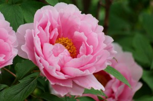 Piwonia drzewiasta (Paeonia suffruticosa) odm. chińska różowa zdjęcie 3