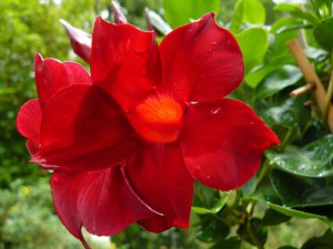 Sandewilla (Sundaville, dipladenia) Classic Red zdjęcie 2