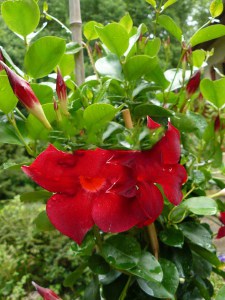 Sandewilla (Sundaville, dipladenia) Classic Red zdjęcie 3