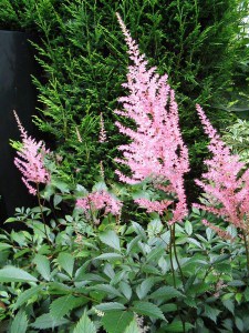 Tawułka japońska (Astilbe japonica) Mainz c2 zdjęcie 4