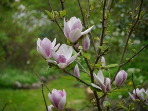 Magnolia Fragrant Cloud c3 zdjęcie 5