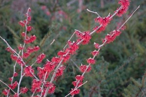 Oczar czerwony (Hamamelis intermedia) Diane c2 zdjęcie 3