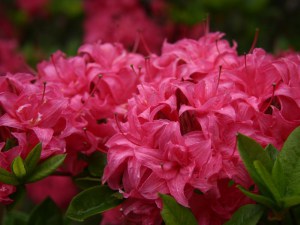Azalia wielkokwiatowa (Azalea) Homebush c3 zdjęcie 5