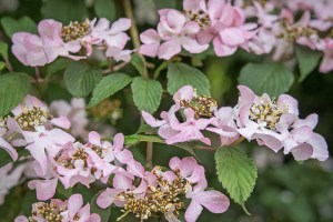 Kalina japońska (Viburnum plicatum) Molly Schroeder c5 zdjęcie 5