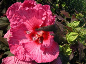 Hibiskus bylinowy (Hibiscus moscheutos) Plum Crazy zdjęcie 4
