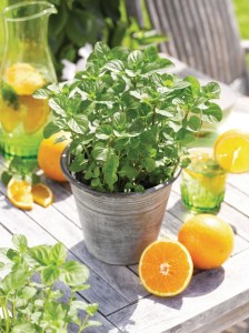 'Mięta pomarańczowa (Mentha piperata) zdjęcie 5' Mięta pomarańczowa (Mentha piperata) zdjęcie 5