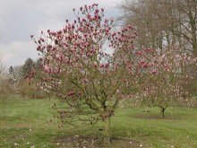 Magnolia Pickard's Garnet zdjęcie 4