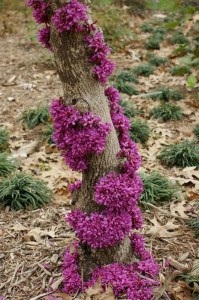 Judaszowiec chiński (Cercis chinensis) Don Egolf c4 zdjęcie 5