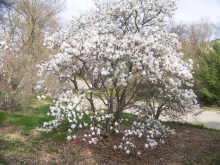 Magnolia gwiaździsta biała (Magnolia stellata) c2 zdjęcie 4