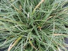 Trawa turzyca stożkowata (Carex conica) Snowline sadzonka zdjęcie 4