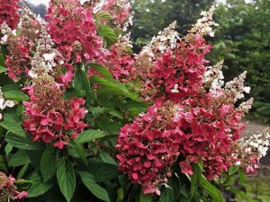 Hortensja bukietowa (Hydrangea) Pinky Winky c3 zdjęcie 4