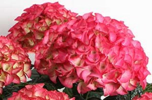 Hortensja ogrodowa (Hydrangea) Red Angel zdjęcie 3