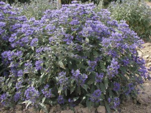 Barbula (Caryopteris) Heavenly Blue 4