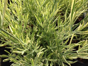 Lawenda pośrednia (Lavandula intermedia) Platinum Blonde zdjęcie 4
