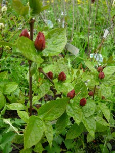 Kielichowiec wonny (Calycanthus floridus) c5 zdjęcie 1