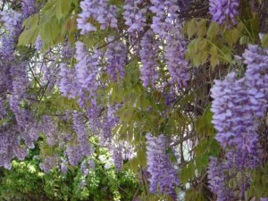 Glicynia kwiecista (Wisteria floribunda) Ludwik Lawin zdjęcie 4