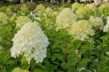 Hortensja bukietowa (Hydrangea paniculata) Limelight c2 zdjęcie 5