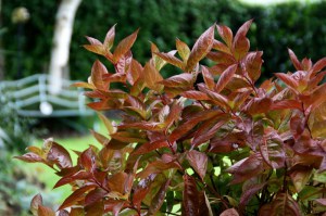 Krzewuszka (Weigela) Wings of Fire c3 zdjęcie 4