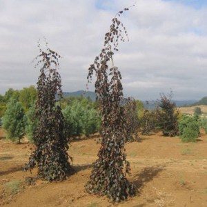 Buk pospolity (Fagus sylvatica) Purple Fountain c4 zdjęcie 5