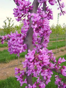 Judaszowiec kanadyjski (Cercis canad.) c1 zdjęcie 4
