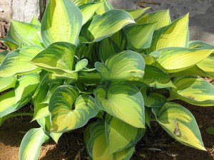 Funkia (Hosta) June zdjęcie 5