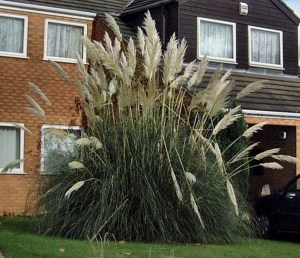 Trawa pampasowa biała (Cortaderia) Pumila zdjęcie 5