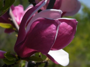Magnolia Brixton Belle c4 zdjęcie 1