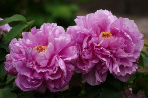 Piwonia drzewiasta (Paeonia suffruticosa) odm. chińska lila zdjęcie 4