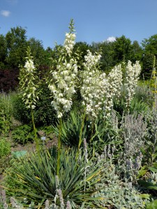 Jukka karolińska (Yucca filamentosa) Bright Edge zdjęcie 1