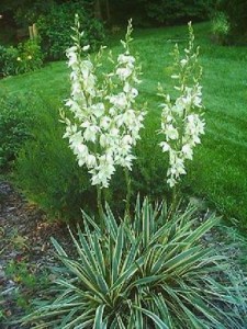 Jukka karolińska (Yucca filamentosa) Bright Edge zdjęcie 8